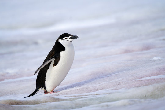 Chinstrap Penguin Walking on Snow