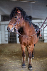 Fototapeta premium Dartmoor Pony braun ohne Halfter Kopf Profil auf der Koppel 
