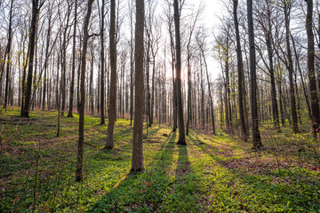 Bärlauch Wald Sonne