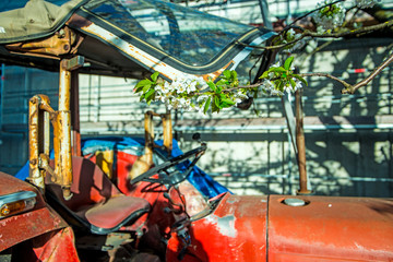 Fototapeta premium cherry blossom, branch over old tractor
