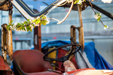 cherry blossom, branch over old tractor