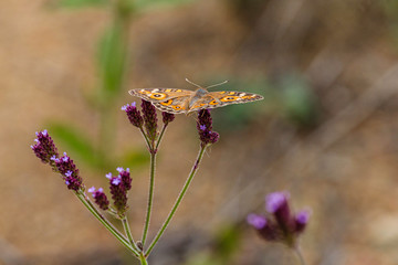 Meadow Argus on flowers