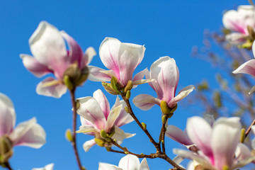 Magnolienblüten Zweige am blauen himmel Frühling
