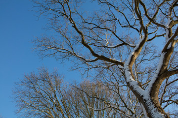 Winterlandscape Oostvierdeparten. Koloniehuisje. Maatschappij van Weldadigheid. Drenthe Netherlands. Winter, Snow. Lane and trees