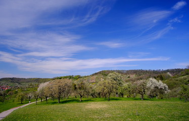 blühende Obstbäume im Ammertal