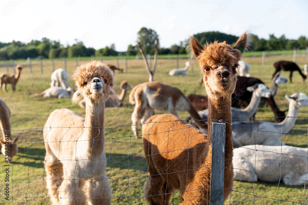 Wall mural cute alpacas on the farm