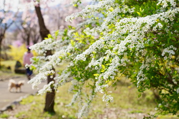 雪柳と桜咲く公園