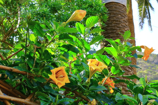 Solandra maxima flower from La Gomera, Canary Islands