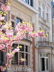 Brüssel: Kirschblüte im Altbauviertel