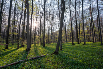 Bärlauch Wald Sonne