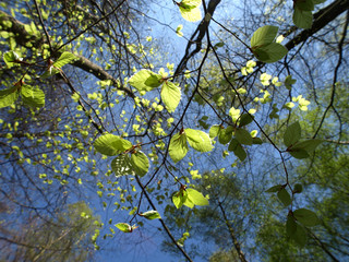 Frühlingsbeginn im Wald: Blick in die Baumkronen