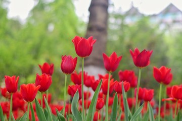 red tulips in spring time