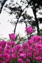 Fototapeta premium pink tulips in spring
