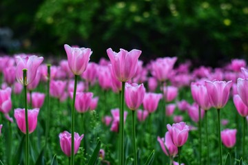 pink tulips in spring