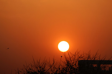sunset silhouette with natural tree background