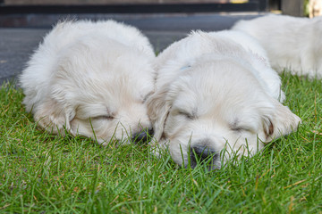 golden retriever puppy