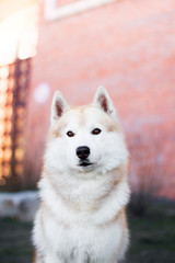 Naklejka premium siberian husky dog