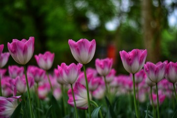 Naklejka premium pink tulips in spring