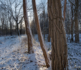 Winterlandscape Boschoord. Koloniehuisje. Maatschappij van Weldadigheid.  Drenthe Netherlands. Winter, Snow