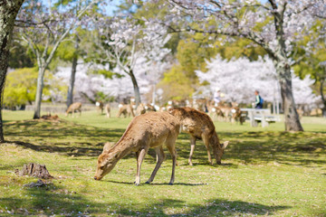 Obraz na płótnie Canvas 奈良公園の鹿と満開の桜