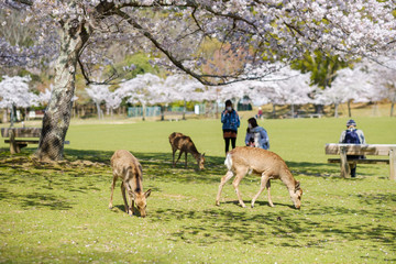 奈良公園の鹿と満開の桜