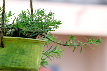 succulent portulaca plant in hanging pot