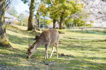 Naklejka na ściany i meble 奈良公園の鹿と満開の桜