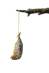 Mackerel fish fried hanging on the branches quarantine food for covid-19.Isolated on white background.