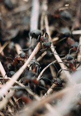 Close up view onto big forest fire ants that working, running & building the anthill. Three ants in center of photo are communicating to each other with touch
