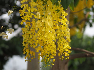 Golden Shower Tree, yellow color flowers Cassia fistula, Ratchaphruek full blooming beautiful in garden blurred of nature background