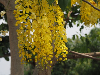 Golden Shower Tree, yellow color flowers Cassia fistula, Ratchaphruek full blooming beautiful in garden blurred of nature background