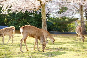 Obraz na płótnie Canvas 奈良公園の鹿と満開の桜