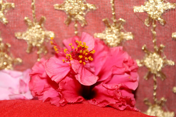 pink hibiscus flower