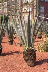 agaves en la ciudad de mexico 