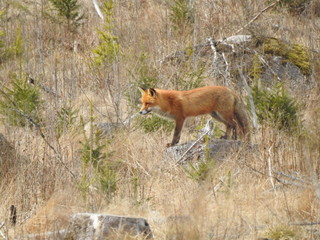 red fox in the wild