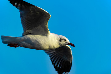 seagull in flight