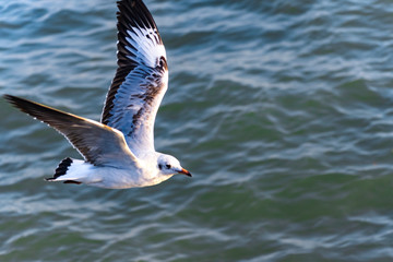 seagull in flight