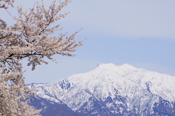 遠くに雪山、手前に桜咲く里山の春の風景