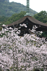 瑠璃光寺の桜