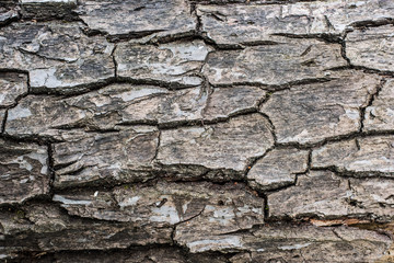 Beautiful wooden background of tree bark