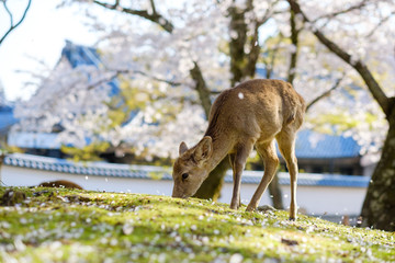 奈良公園の鹿と満開の桜
