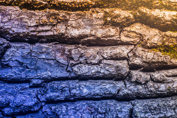 Beautiful wooden background of tree bark