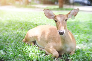 Portrait view of cute young deer lying on the grass in the park at Thailand zoo.