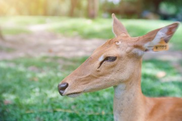 Portrait view of cute young deer lying on the grass in the park at Thailand zoo.