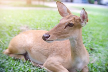 Portrait view of cute young deer lying on the grass in the park at Thailand zoo.