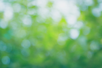 Fototapeta premium Blur natural and light background.