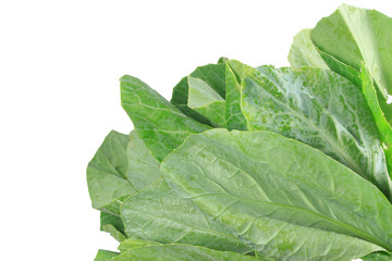 kale isolated on white background.