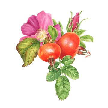 Watercolor dog rose bouquet with green leaves and berries, hand drawn botanical illustration isolated on white background.