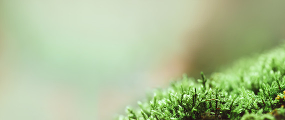 Moss and lichen on an old tree. Green moss on grunge texture, background.Concept of nature, forest and clean ecology. Flat lay, web banner or panoramic format.