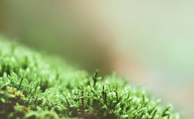 Moss and lichen on an old tree. Green moss on grunge texture, background.Concept of nature, forest and clean ecology. Flat lay, wallpaper